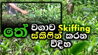 තේ පදුර මට්ටම් කිරීමSkiffing [upl. by Garey466]