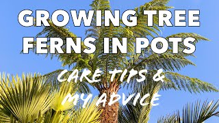 Growing Tree Ferns in Pots amp Containers  Care Tips amp My Experiences [upl. by Philbert]