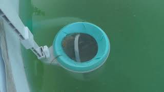 Pool skimmer installation [upl. by Asemaj]