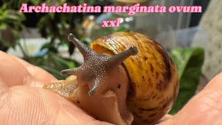 archachatina marginata ovum xxl baby [upl. by Clotilda]