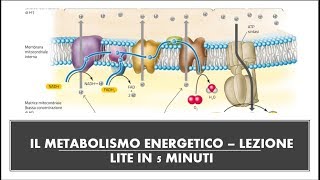 Glicolisi ciclo di Krebs Fermentazione video RIASSUNTIVO [upl. by Akenehs]