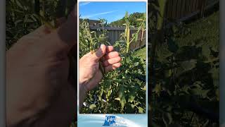 Tomatoes Setting Fruit Above 100°F 38°C [upl. by Eziechiele660]