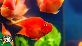 Derp Fish aka Blood Parrot Care Guide [upl. by Aseeral220]