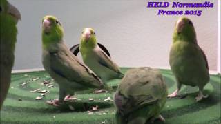 Training parrots Pacific parrotlet Forpus Coelestis Toui céléste 003 [upl. by Erual857]