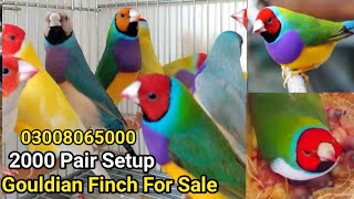 gouldian Finch breeder pair for sale [upl. by Lladnyk]