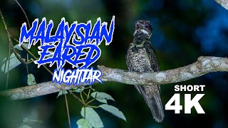 short MALAYSIAN EARED NIGHTJAR  4K [upl. by Doak]