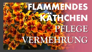 So geht VERMEHRUNG und PFLEGE 💐🌱❤️ der Kalanchoe Blossfeldiana  Flammendes Käthchen [upl. by Paine]