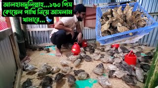 আলহামদুলিল্লাহ১৫০ পিস কোয়েল পাখি নিয়ে আসলাম খামারে🐦 [upl. by Pogah901]