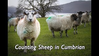 Counting Sheep in Cumbrian [upl. by Alag]