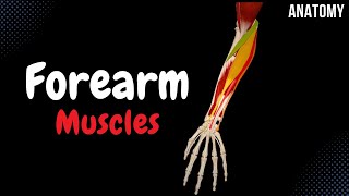 Muscles of the Forearm Division Origin Insertion Function [upl. by Tegirb450]