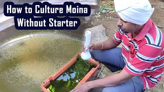 Moina Culture without starter using spirulina  Vedha Fish Farm [upl. by Enamrahs]