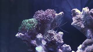 Hammer Coral Garden Is Blooming In Nano Reef Tank [upl. by Ilyk]