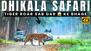 TIGER Gypsy के पास जोर जोर से दहाडा In Dhikala Zone Corbett National Park Safari tiger jimcorbett [upl. by Yrak483]