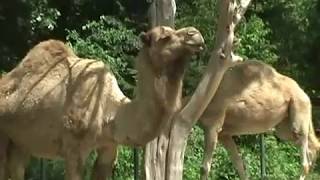 The Dromedary Camel Camelus Dromedarius One Hump [upl. by Klemperer]