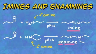 Imines and Enamines Formation and Mechanism [upl. by Atteyram]