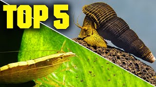 Top 5 Shrimp Snails amp Crabs for Your Aquarium [upl. by Nlocnil]