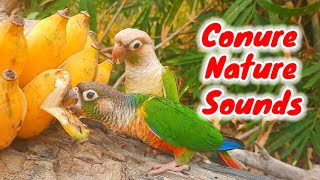 conure sounds to day  Conure Birds eat bananas and sing very loudly parrot sounds [upl. by Campbell]