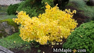 GINKGO BILOBA MARIKEN DWARF GINKGO TREE [upl. by Zuliram]