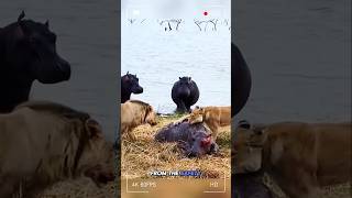 A Tragic Fate Of Baby Hippo 🦛 With Horrible Lions animals junglefacts crewfacts wildanimalfacts [upl. by Publia]