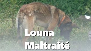 Louna chienne berger allemand Maltraité depuis ses 3 mois  Part 1  IronVlog [upl. by Eiroj]