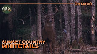 Big Deer in the Big Timber of Ontario  Canada in the Rough [upl. by Yesmar]