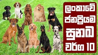 ලංකාවේ ජනප්‍රියම සුනඛ වර්ග 10  Most Popular Dog Breeds in Sri Lanka [upl. by Oiragelo537]