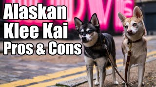 Alaskan Klee Kai Pros and Cons [upl. by Malchus471]