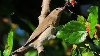 Beccafico  Garden warbler Sylvia borin su gelso [upl. by Basil]