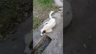 White stray dog relaxing in evening after rain  Nature Buddies shorts trending viralvideo spain [upl. by Ching]