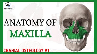 Maxilla Anatomy  Cranial osteology 1 [upl. by Nona]