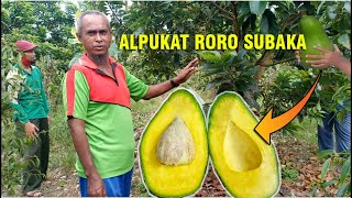 Kebun Alpukat Roro Subaka buah pertama lengket  Alpukat Super Bangka [upl. by Gustavo342]