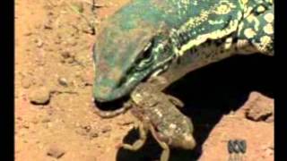 Goulds Goanna [upl. by Ritchie]