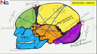 FETAL SKULL  English  Nursing Lecture [upl. by Matilde7]