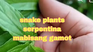 serpentina snakeplant serpentina ginagawa Kong tea every morningMorning routine sa tindahan [upl. by Atnoek]