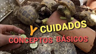 Cuidados tortugas de tierra y conceptos básicos [upl. by Nayb]