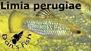 Limia perugiae  Species Profile [upl. by Havener]