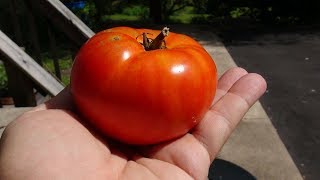 ⟹ Marglobe Tomato  Solanum lycopersicum  Tomato Review [upl. by Sivi]