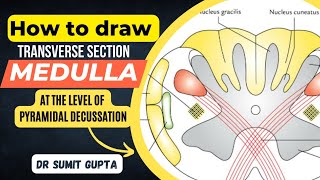 Transverse Section of Medulla  TS of Lower Part of Medulla at Pyramidal Decussation [upl. by Ttegirb]