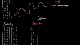 Réplication de l’ADN transcription et traduction de l’ARN [upl. by Lyndes]