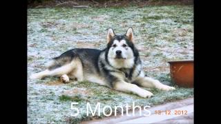 How quick an Alaskan Malamute grows in first Year [upl. by Schiff]