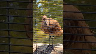 hamerkop birds animals zoo upclose youtubeshorts [upl. by Ponzo]