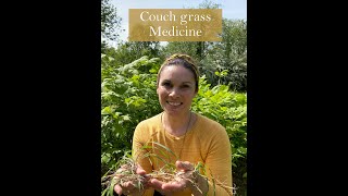 Cough Grass as a Medicine from the Ivywood Garden [upl. by Colwin672]