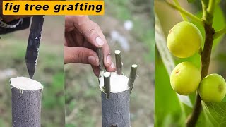 Grafting of fig tree  fig tree grafting  graft fig plant [upl. by Normac185]