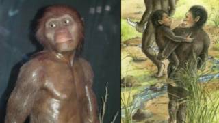 Lucy the Australopithecus Debunked in 11 Minutes [upl. by Huberto499]