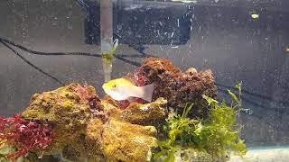 20 Gallon Macroalgae Aquarium  Featuring Saltwater Guppies [upl. by Penelope]