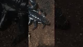 Heterometrus spinifer Asian Forest Scorpion 🦂👑 scorpion pets animals cool [upl. by Neelia]