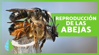 ¿Cómo se REPRODUCEN las ABEJAS 🐝  Curiosidades sobre las Abejas [upl. by Alyag]