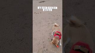 비 안온다 아무도 없을때 빠삭 놀자 뭉뭉아 shorts dog cute puppy funny memes [upl. by Janey]