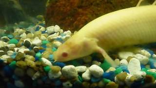 Albino Bichir [upl. by Parfitt554]