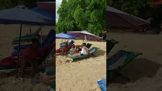 Beach that does not Roar islandlife caribbeanvacation barbados [upl. by Cecile893]